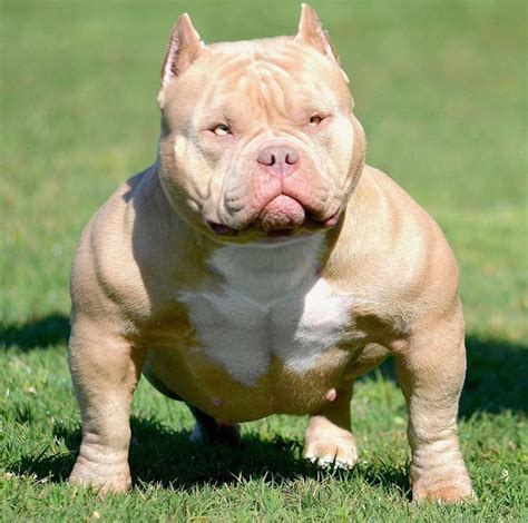 Bully .